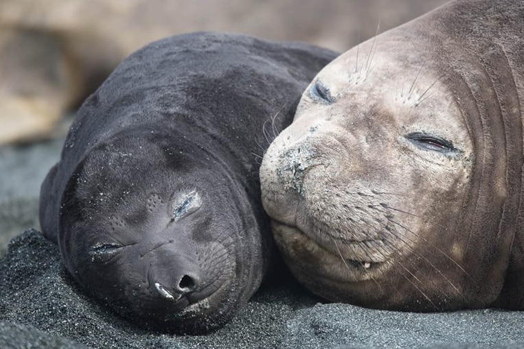 Elephant seals at Macquarie Island, photo from Tasmania Parks and Wildlife Service Facebook page.