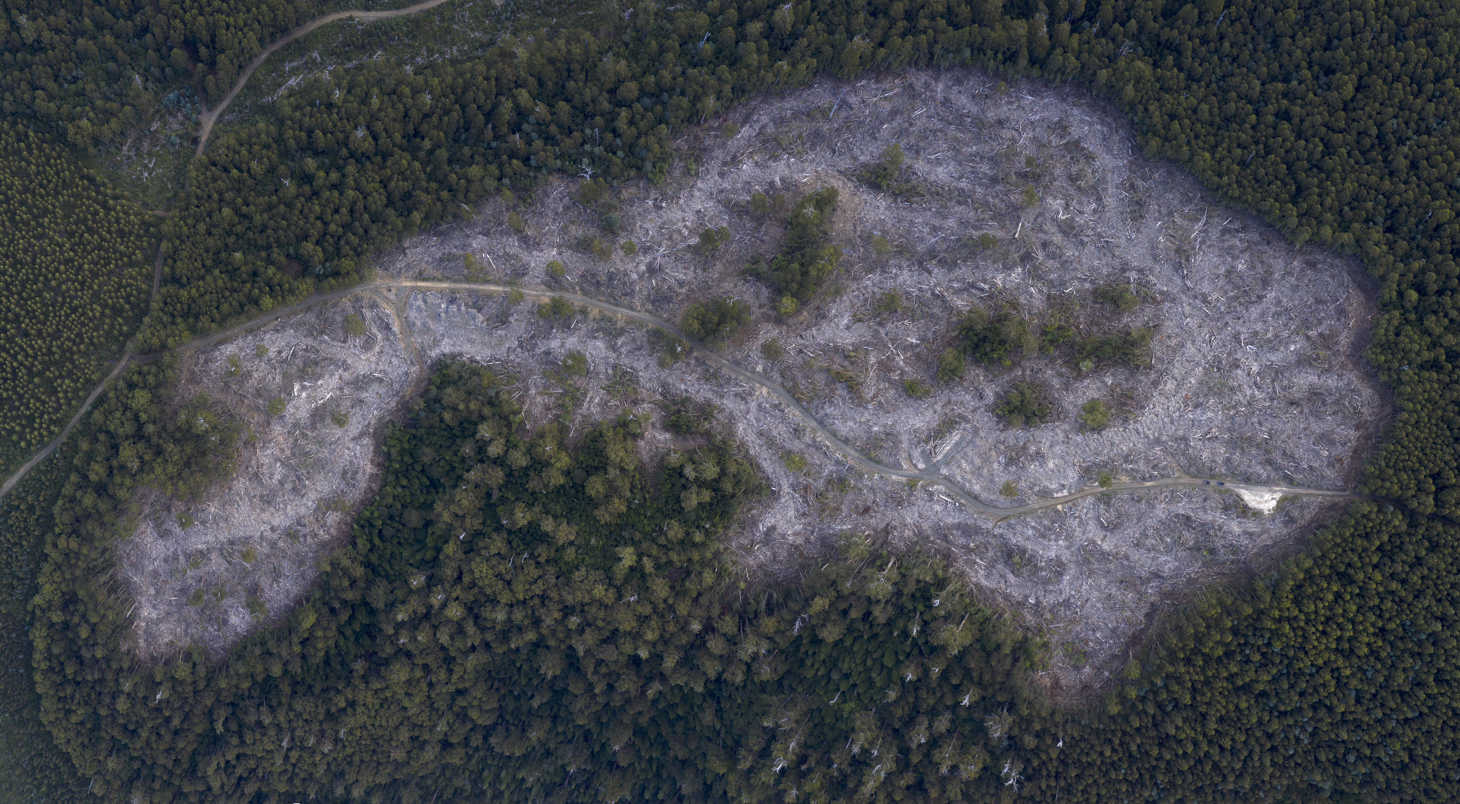 A direct aerial view of a logged forest