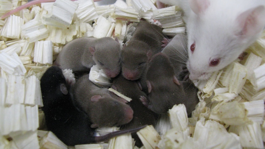A mouse and its seven pups