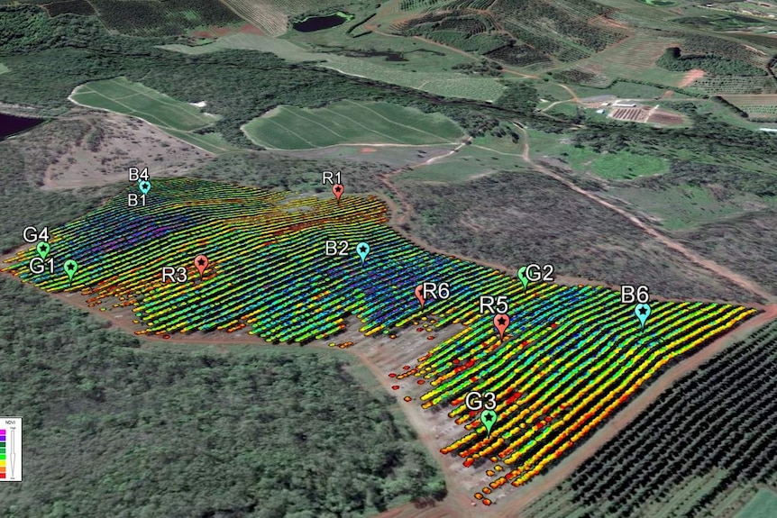 A satellite image of green farms overlayed with coloured lines representing trees.