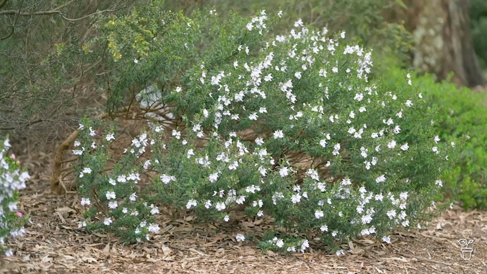 Image of Mint bush being harvested