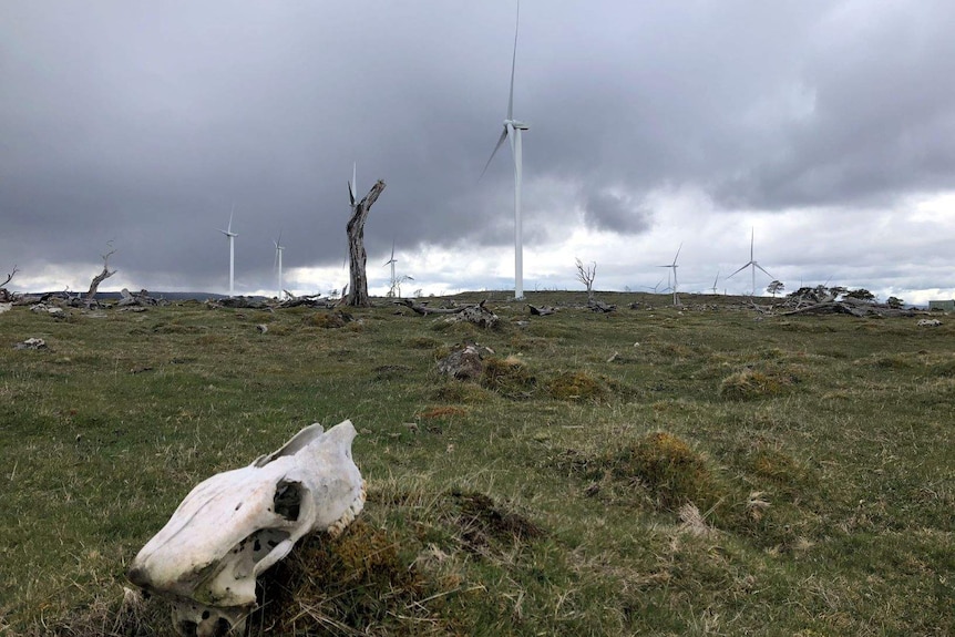 Wind turbines under a cloudy sky, with dead trees and an animal skull in the foreground.
