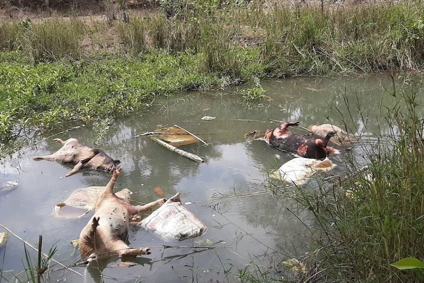 Dead pigs floating in a dirty river in Timor Leste