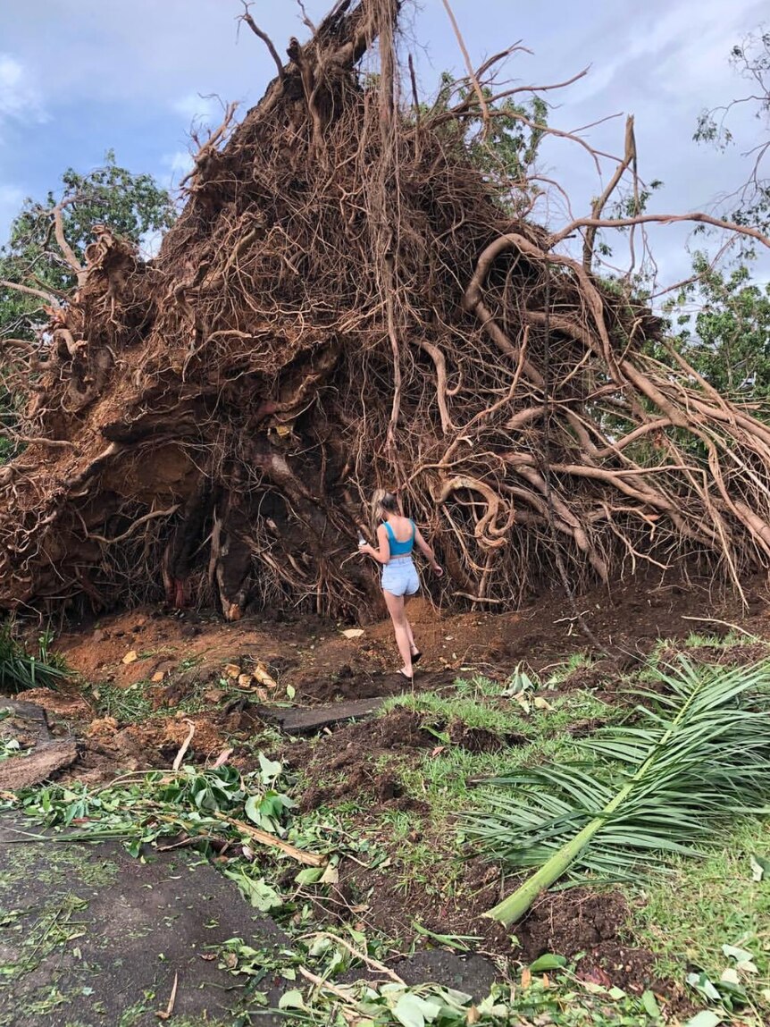 A girl inspects a huge tree that fell during Tropical Cyclone Marcus.