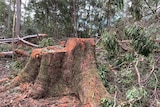 A large, recently cut tree stump, surrounded by trees in the bush.