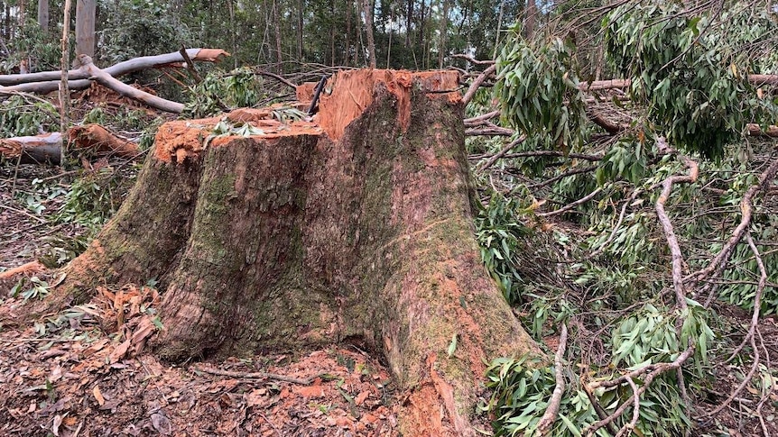 A large, recently cut tree stump, surrounded by trees in the bush.