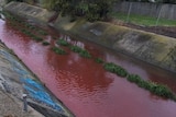 The Stony Creek is reddish-brown in colour as it flows down a concrete water channel.
