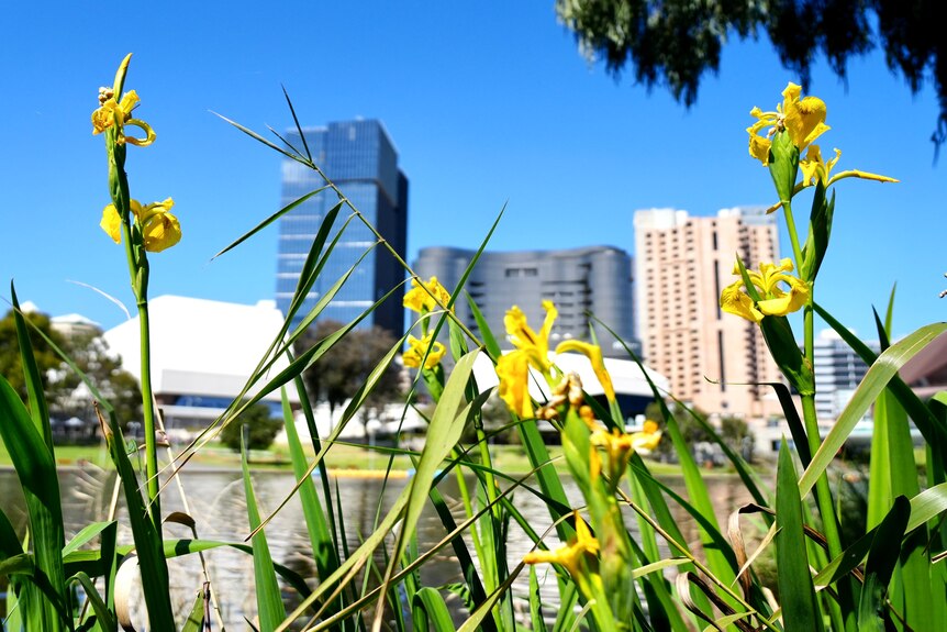 Yellow flowers bloom by the Torrens in Adelaide's CBD, with city buildings in the background.