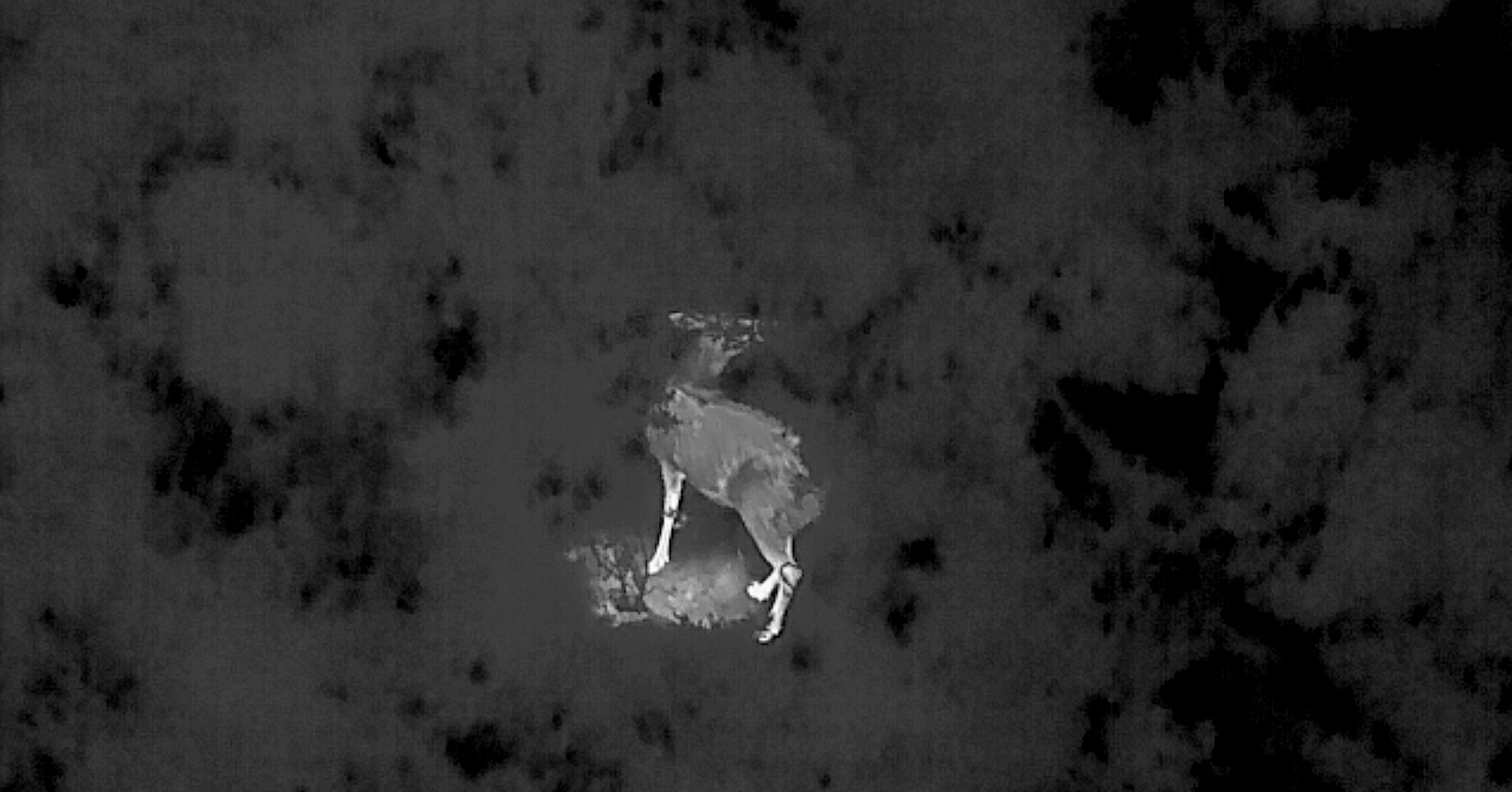 Why will deer be shot from helicopters in a Tasmanian national park