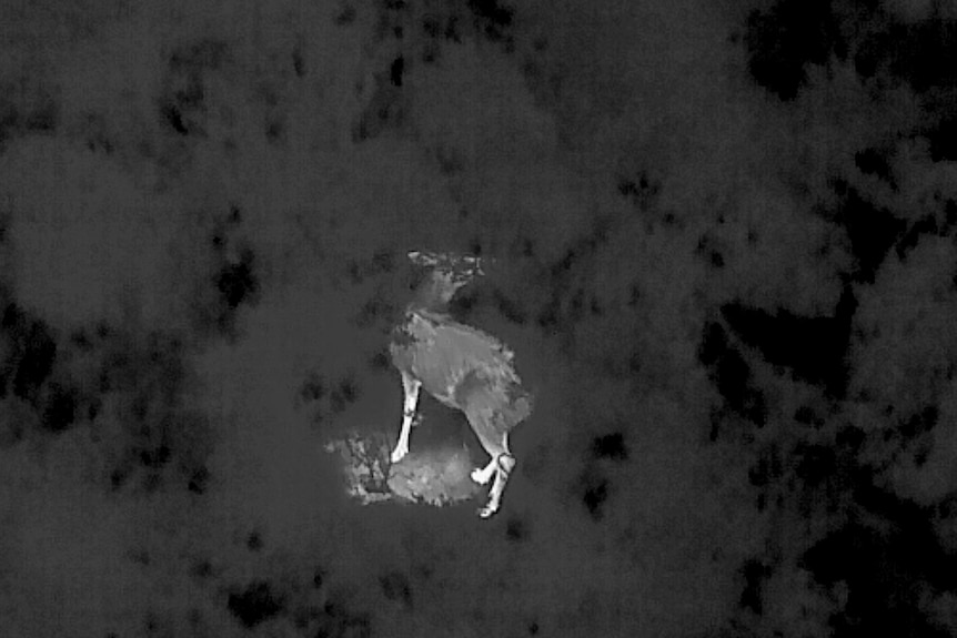 thermal image of a deer
