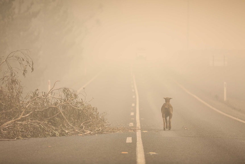 A single sheep walks along a smoky road outside of Batlow, NSW. There is a fallen tree on the road.