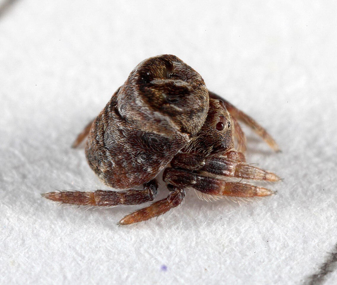 Everything you need to know about Australia's spiders - ABC Canberra