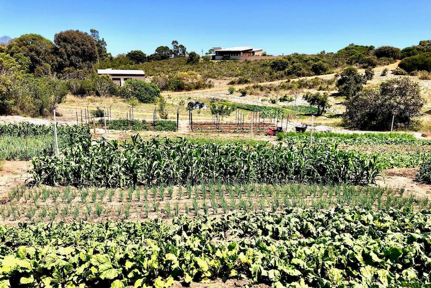 A picture taken from a hill, looking down on a number of market garden beds.