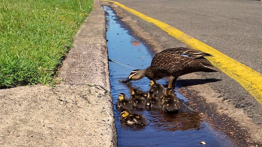Ducklings paddle in a street gutter filled with water as their mother watches over them.