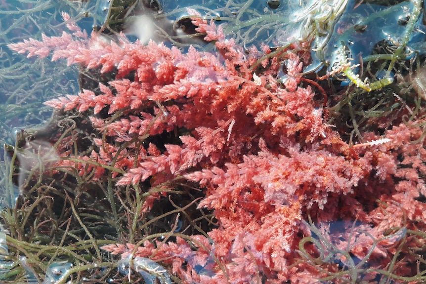 Bright pink seaweed floats in the water
