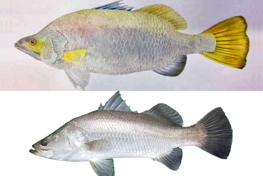 Two images, the one on top of the NT Government's new barramundi emblem, the one on the bottom a picture of a barramundi