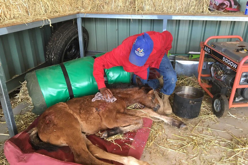 BushMob participant cares for an injured foal