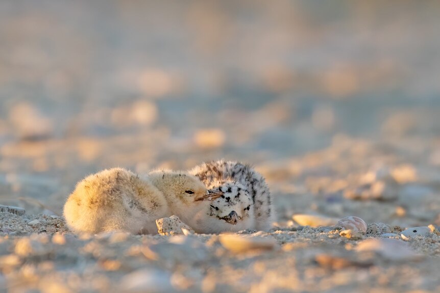 Two fluffy baby fairy terns huddle together on the sand.