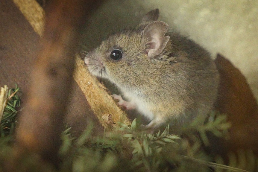 A small Pookila mouse amongst branches and leave.