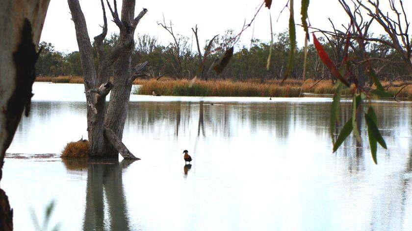 SA wetlands benefit from higher Murray flows