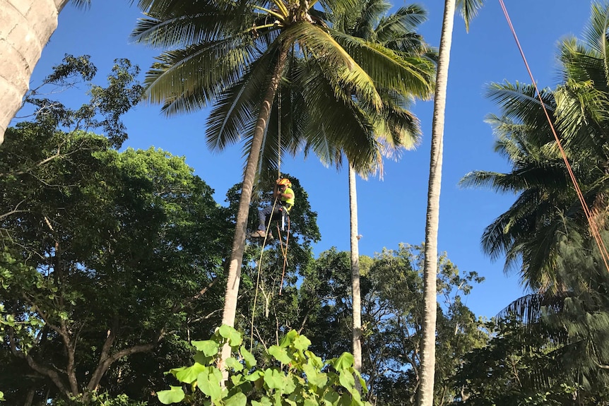 A man is suspended from ropes, surrounded by coconut trees.