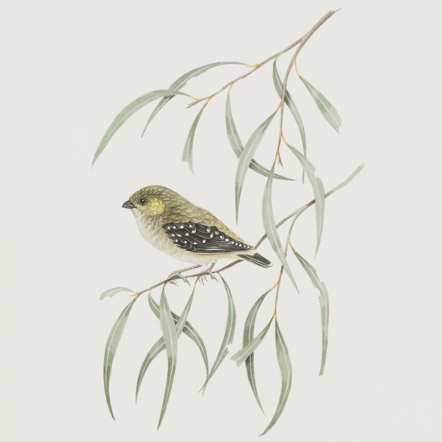 watercolour of small yellow and black bird on gum tree branch