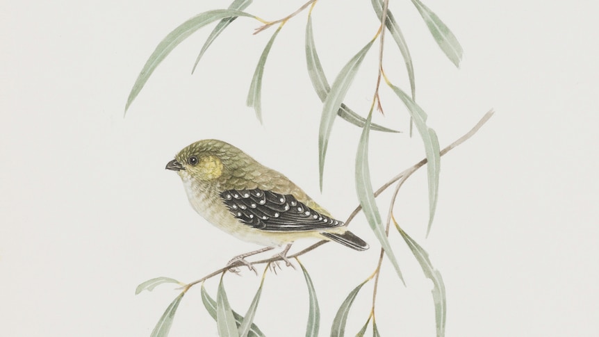 watercolour of small yellow and black bird on gum tree branch
