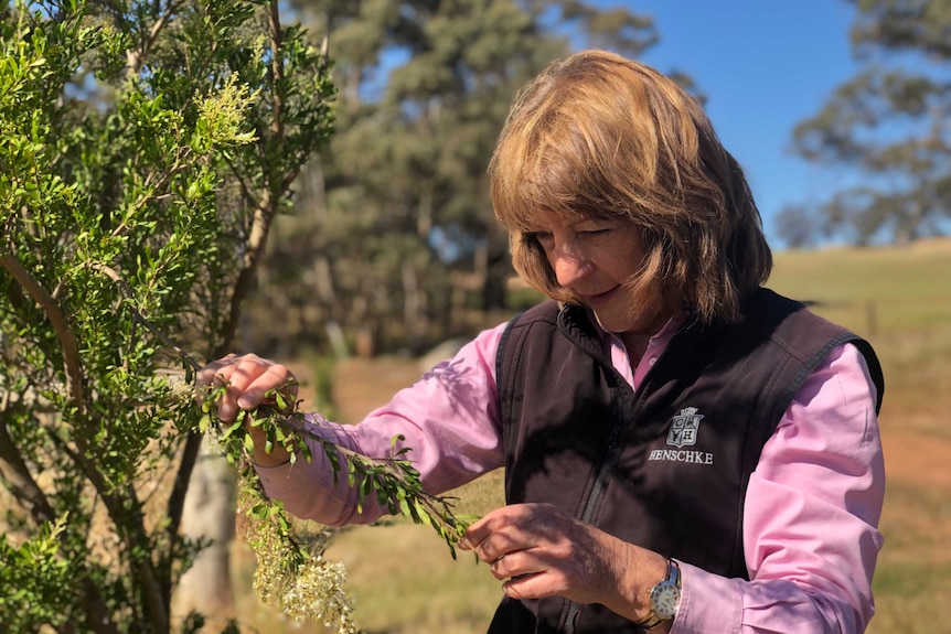 Prue Henschke inspects a Christmas bush flower