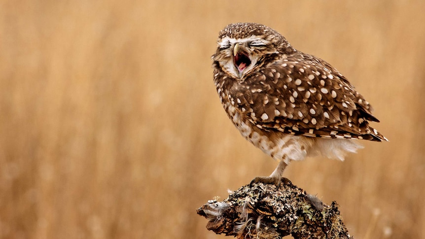 An owl yawns.