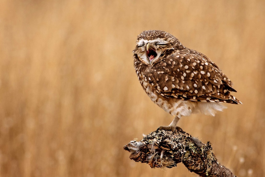 An owl yawns.