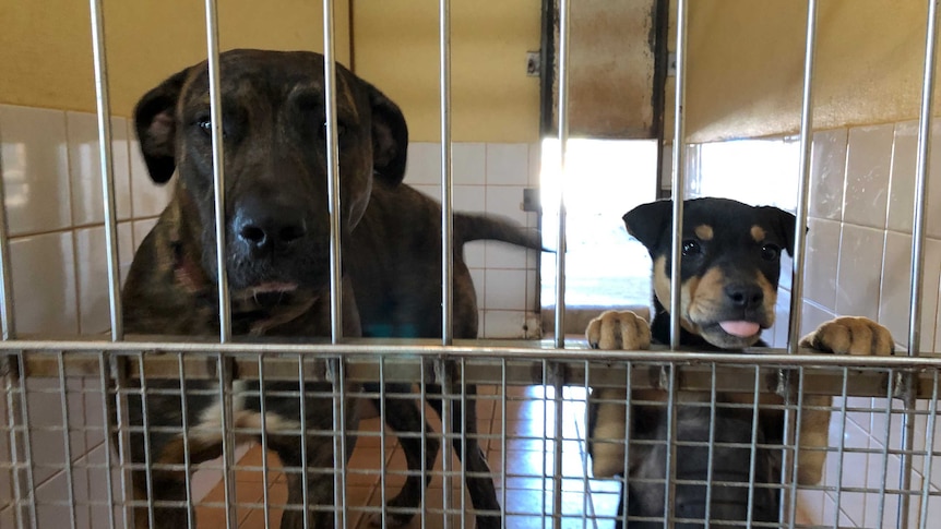 Two dogs in a cage at the Broome pound.
