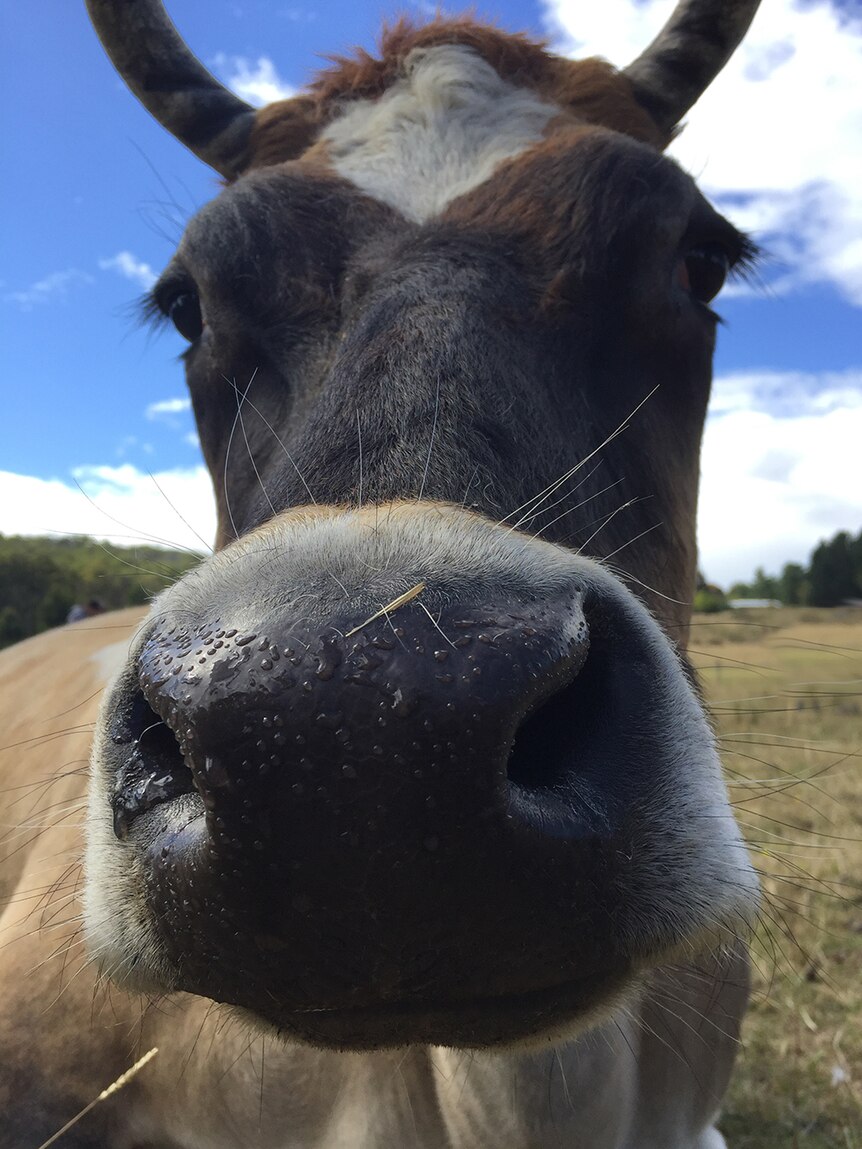 Cow at Brightside Animal Sanctuary, Tasmania.