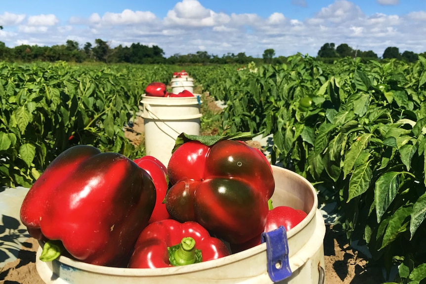 Rows of buckets sit between rows of plants overflowing with bright red capsicums.