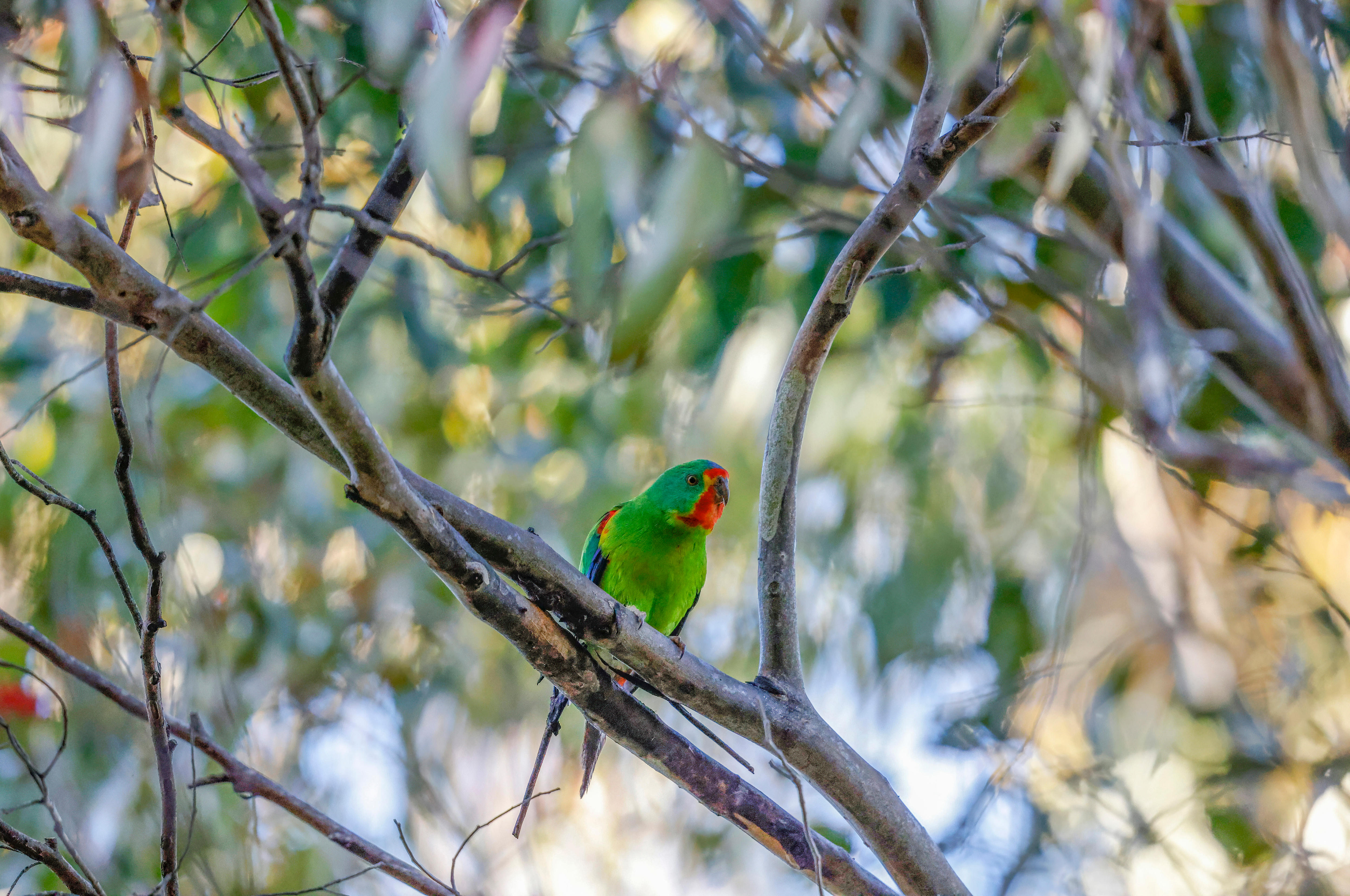 Swift parrot perched on a tree branch.
