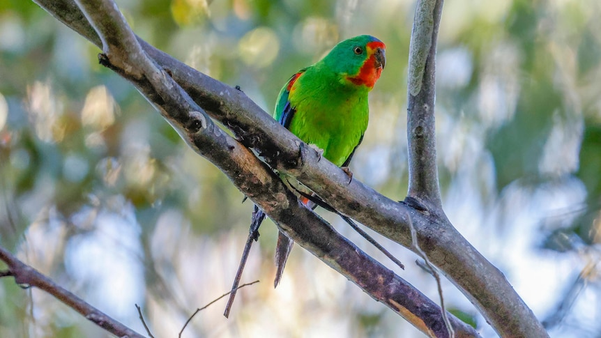 Swift parrot perched on a tree branch.