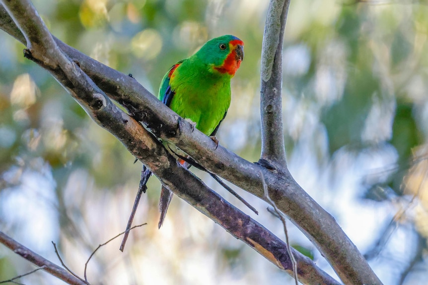 Swift parrot perched on a tree branch.