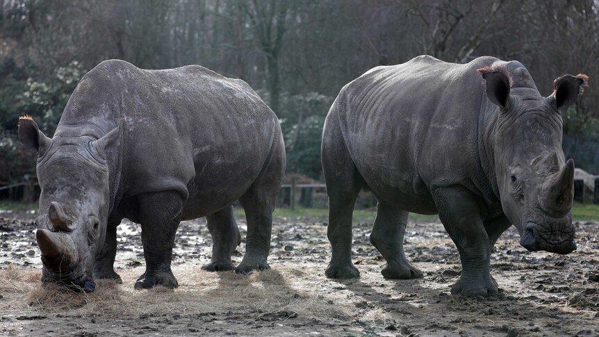 Two rhinos in a muddy pen