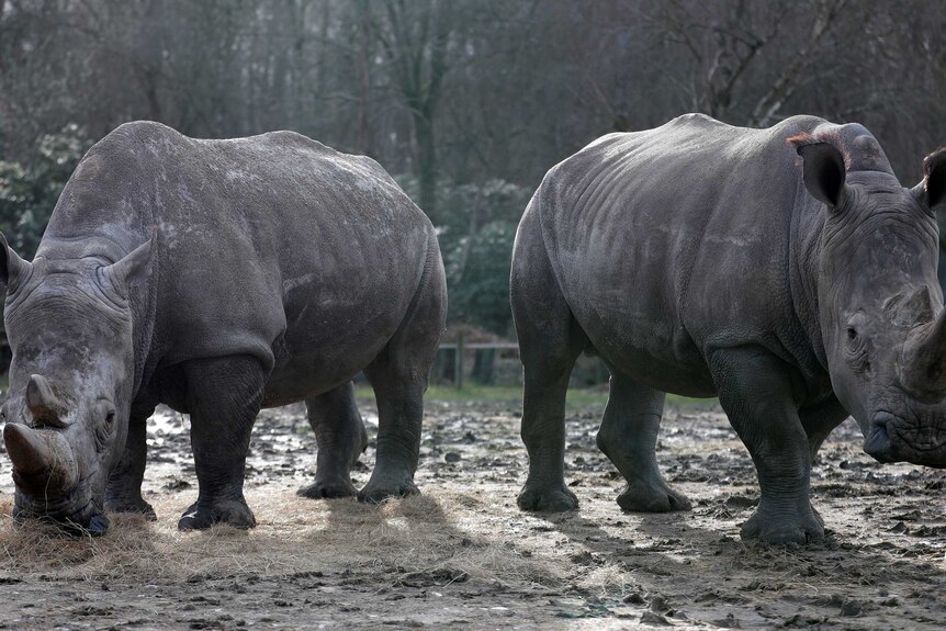 Two rhinos in a muddy pen