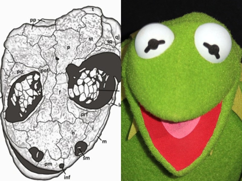 Prehistoric creature named after Kermit the Frog offers clues on