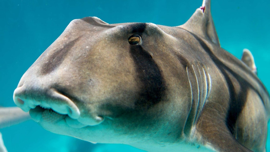 A close-up of a Port Jackson shark swimming in blue water.