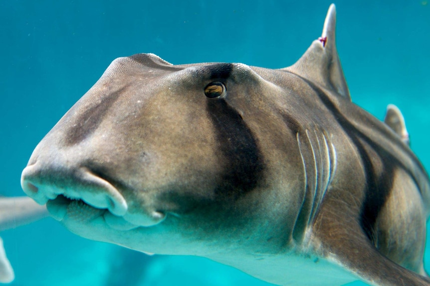A close-up of a Port Jackson shark swimming in blue water.