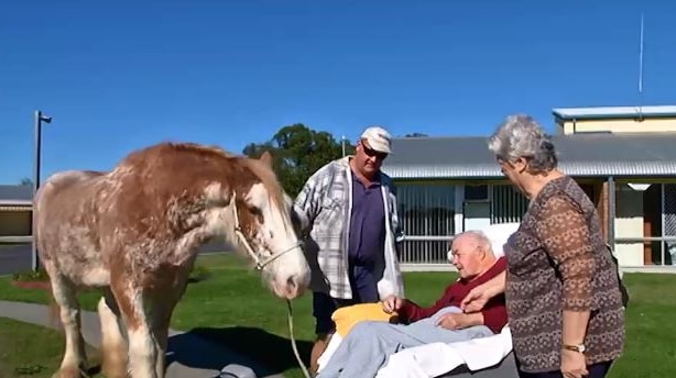 A /Clydesdale horse led by a man approaches an elderly man in a chair. A woman stands next to the elderly man.