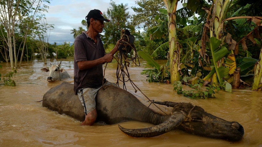 Man rides water buffalo in floodwaters in Philippines