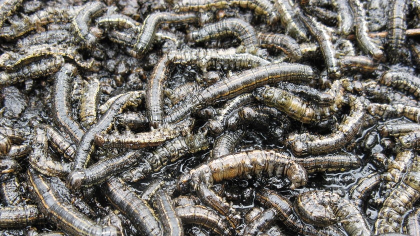 Army worms on the march