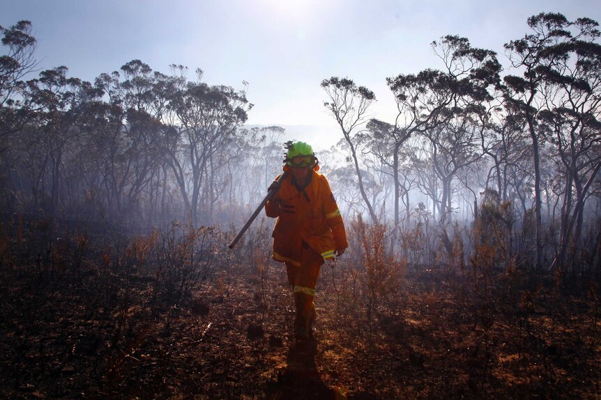 A firefighter walks through a burnt forest