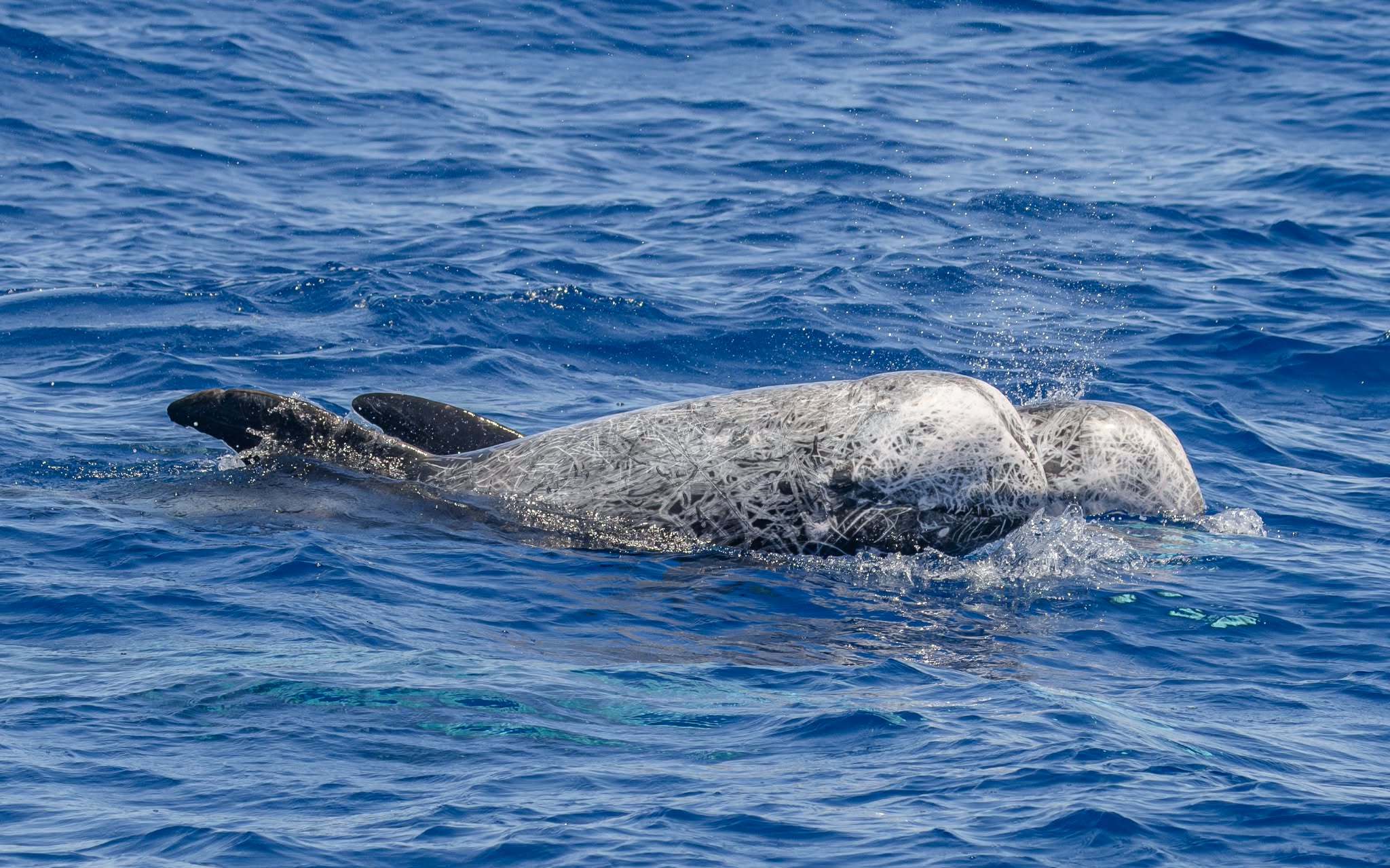 delfines de cabeza roma
