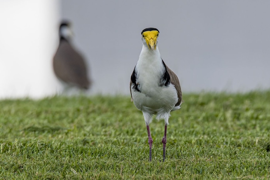 Masked lapwing bird with yellow face standing on grass with a second bird in background.