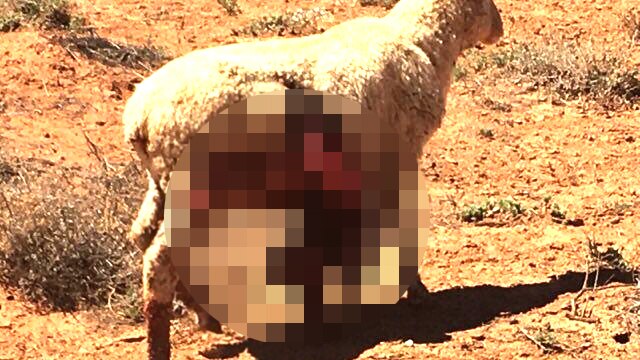 A blurred image of a sheep walking with its stomach hanging outside its body.