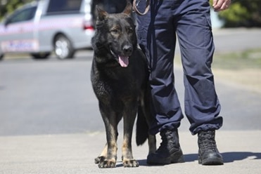 A generic image of a police officer and a dog from the dog squad.