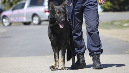 A generic image of a police officer and a dog from the dog squad.